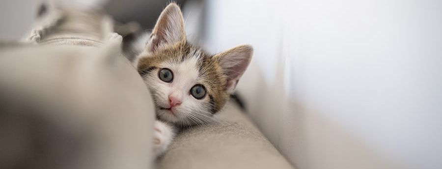 Что делать, если завели котёнка: как обеспечить его безопасность в доме и здоровое развитие